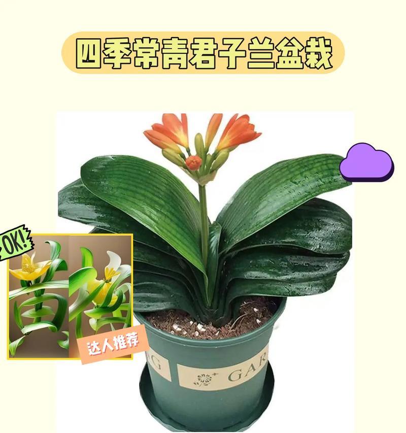 大富君子兰盆景的养护要点是什么？