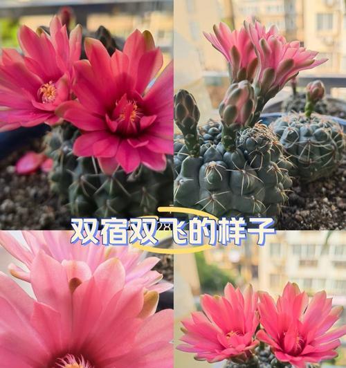 仙人球白色花蕊的颜色是什么？有何特别之处？