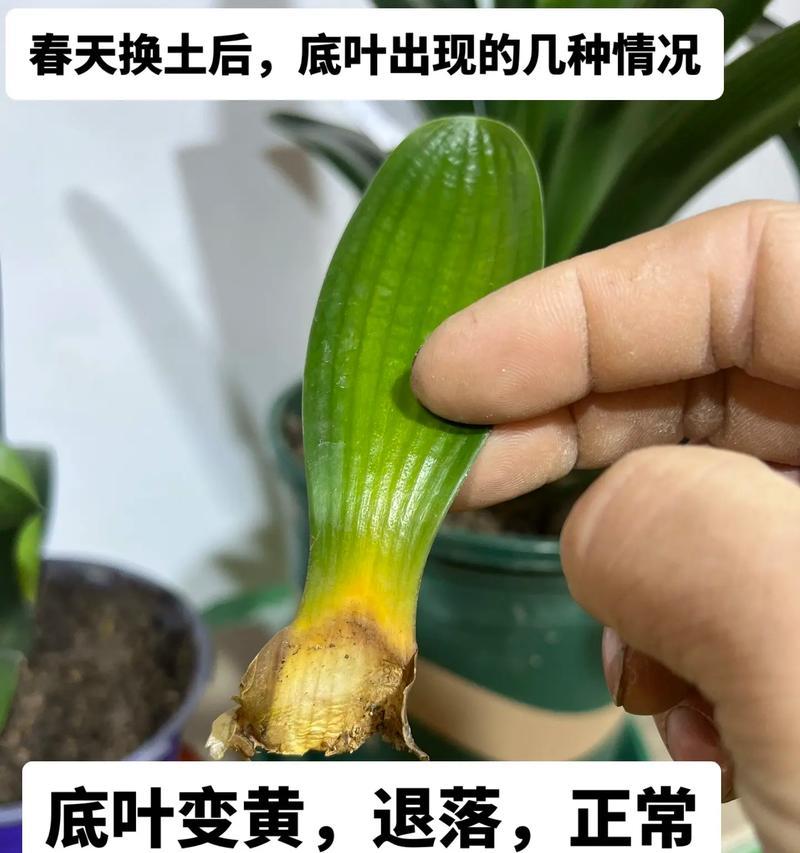 君子兰不宜浇水怎么办呢？如何正确处理？