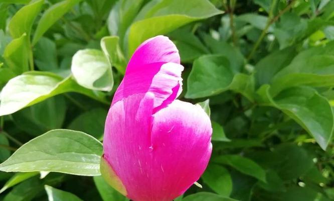 冰凌花与君子兰有何不同？