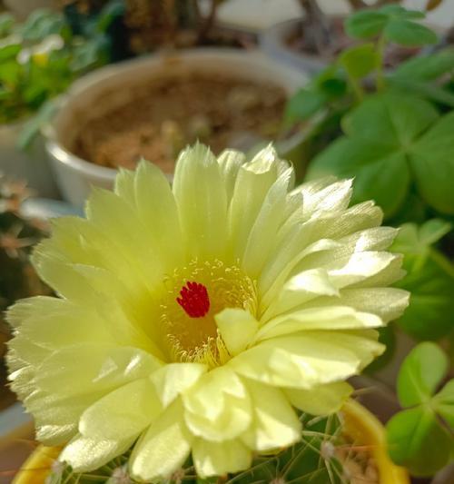 青王仙人球开花后如何处理？养护要点有哪些？