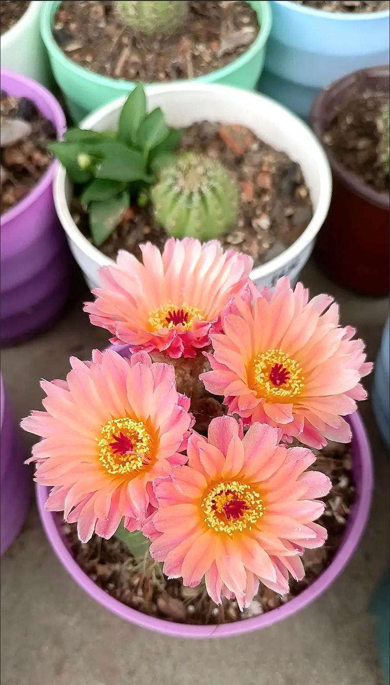 青王仙人球开花后如何处理？养护要点有哪些？