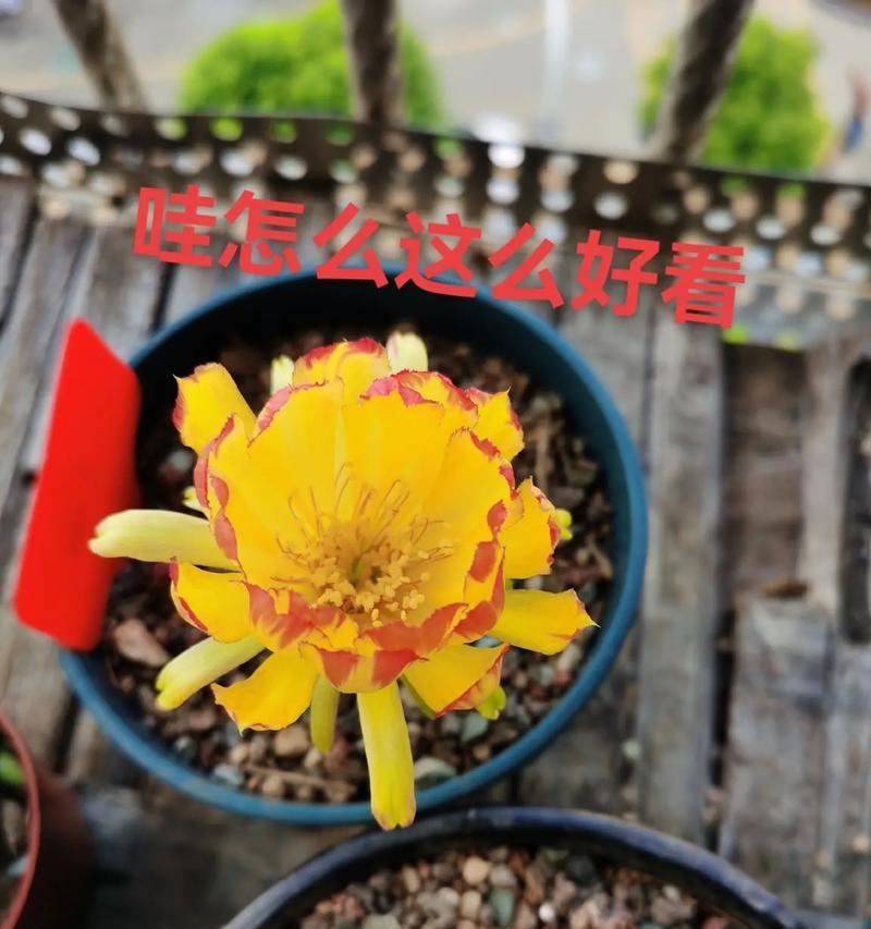富贵君仙人球的养护方法是什么？
