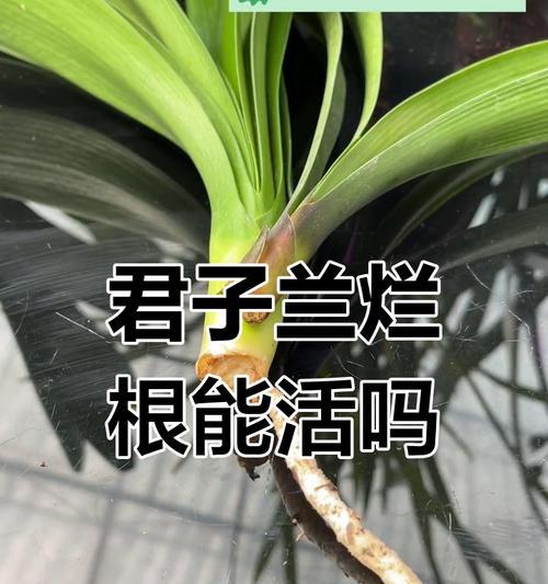 君子兰烂根后的培养方法是什么？