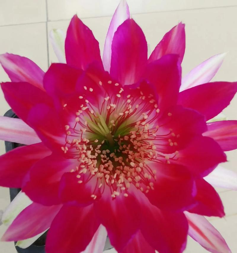 可爱狗仙人球开花需要哪些条件？