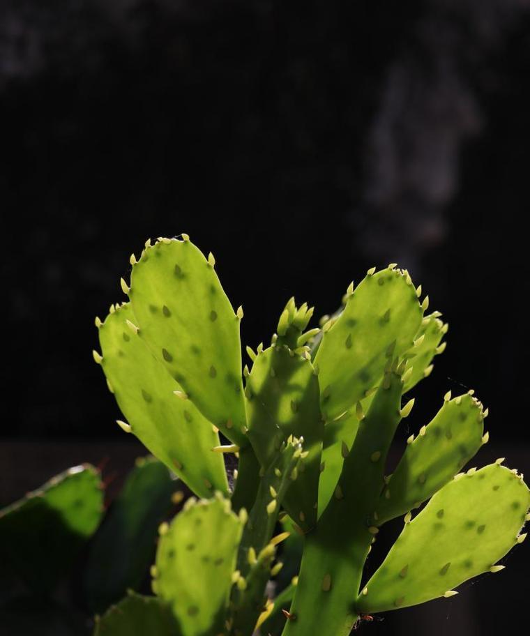 如何种植大片仙人掌？
