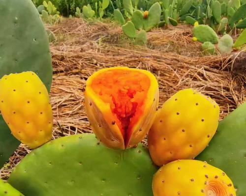 如何种植大片仙人掌？