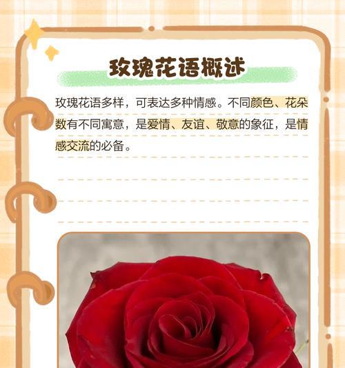 粉丝玫瑰花语暗示什么？粉丝玫瑰代表了哪种情感？