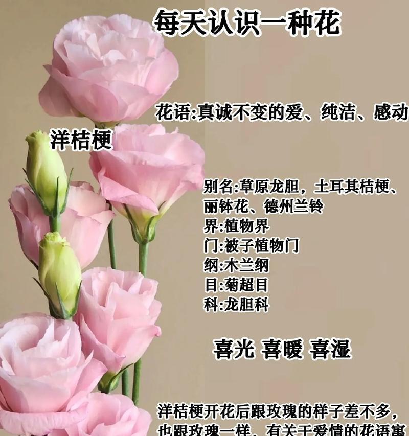 菊花悲伤的花语是什么？桔梗花语又有什么含义？
