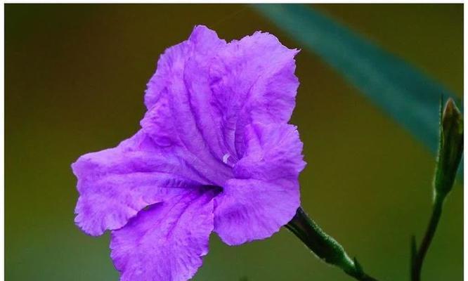 三角芦的花语是什么？它象征着什么？