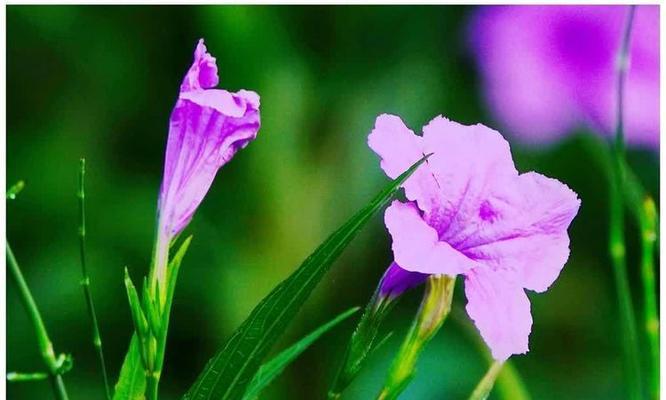 三角芦的花语是什么？它象征着什么？