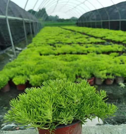 金叶佛甲草的花语是什么？它象征着什么？