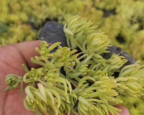 金叶佛甲草的花语是什么？它象征着什么？