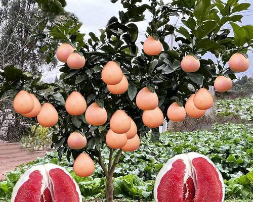 柚子在春夏秋冬的花语有何不同？如何用柚子花语表达四季情感？