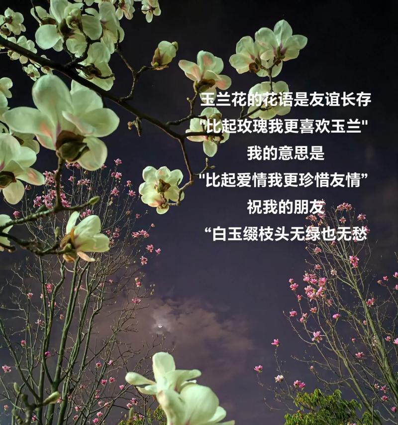 玉兰的花语通常代表了什么？