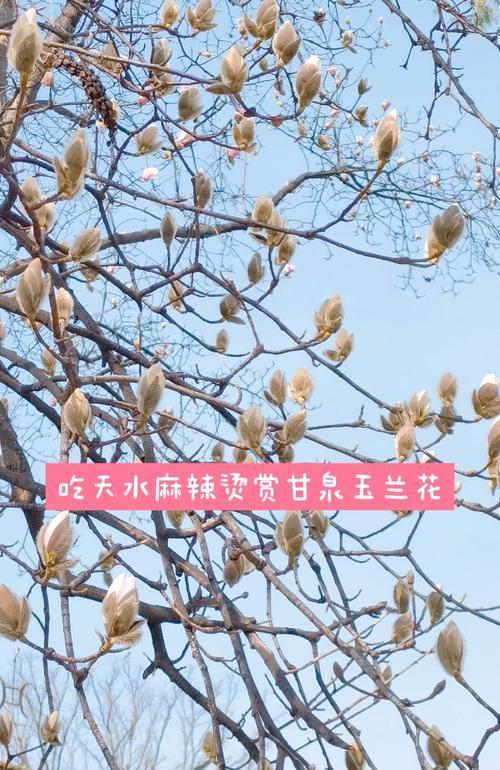 玉兰的花语通常代表了什么？