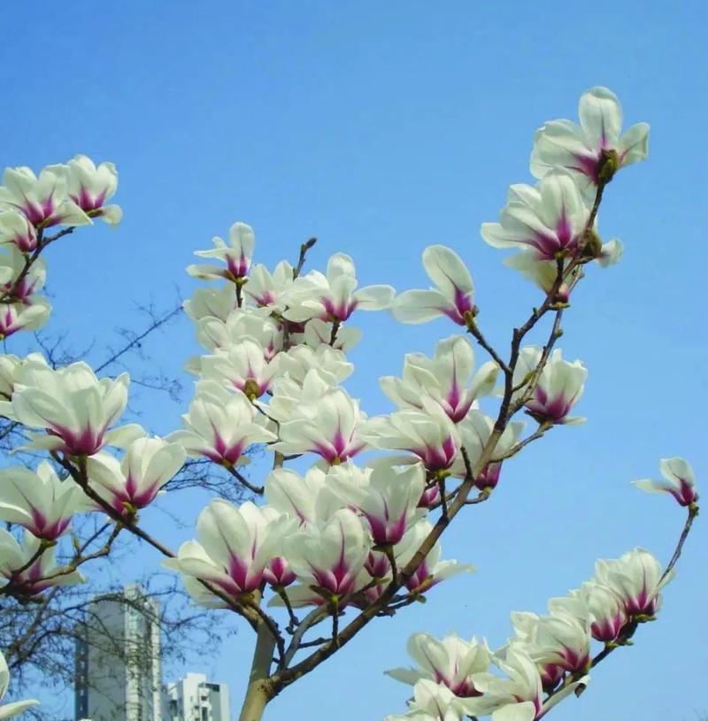 玉兰的花语通常代表了什么？
