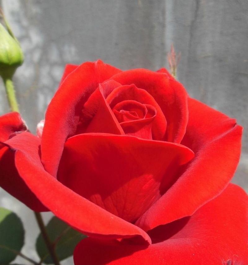 红色月季花的花语和寓意是什么？它代表了什么？