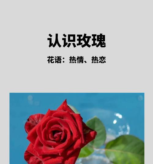 红色月季花的花语和寓意是什么？它代表了什么？
