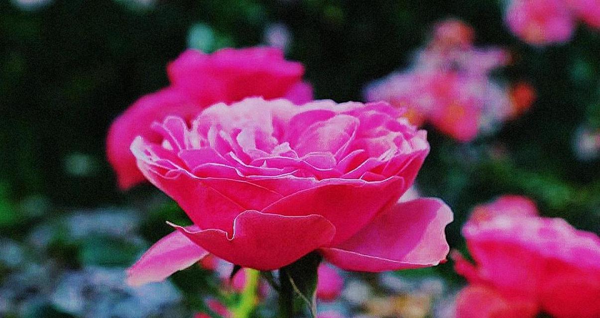 红色月季花的花语和寓意是什么？它代表了什么？