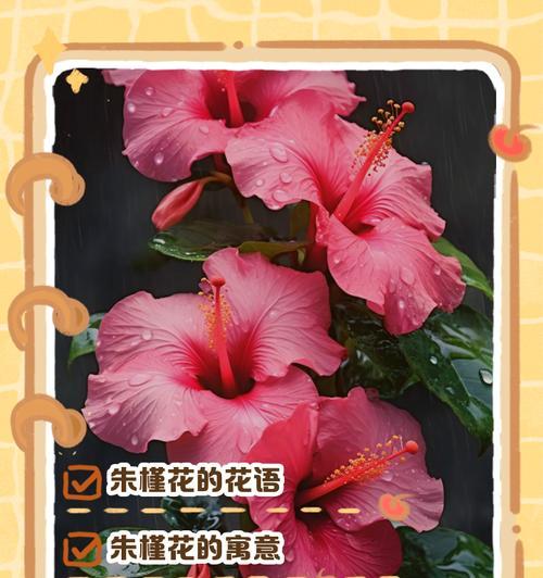 花语山位于哪里？它有什么特别的花语含义？
