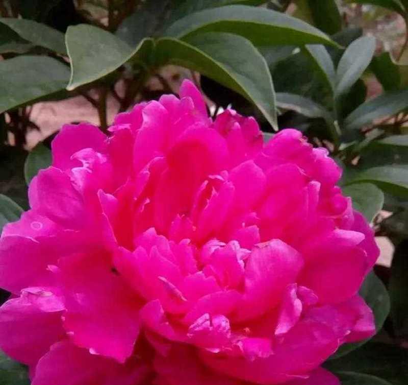 牡丹花的树叶象征着什么？它有何特别的寓意？