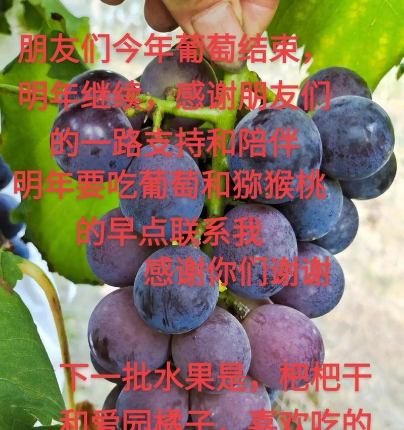 哪种花适合送给芳芳姐？