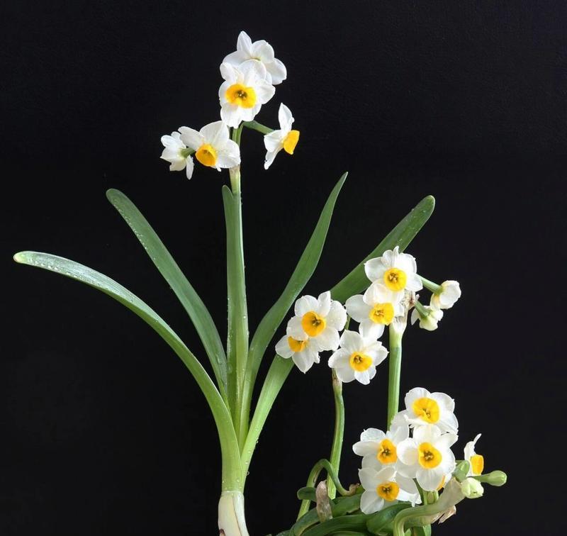 花语芬芳里面有什么花？如何打造一个充满花语芬芳的环境？