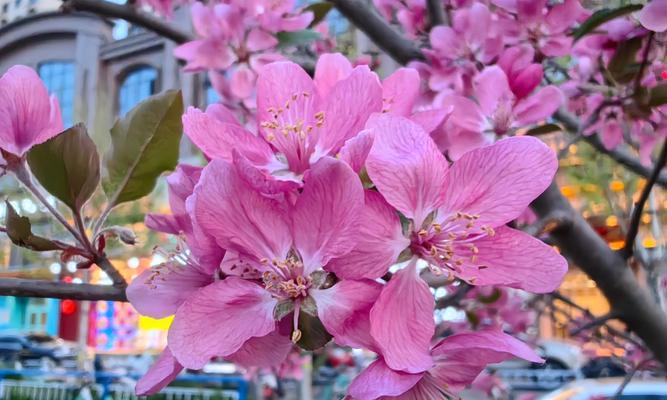 花语芬芳里面有什么花？如何打造一个充满花语芬芳的环境？