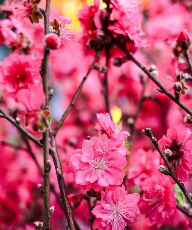 桃花的花语简短解释是什么？代表什么？