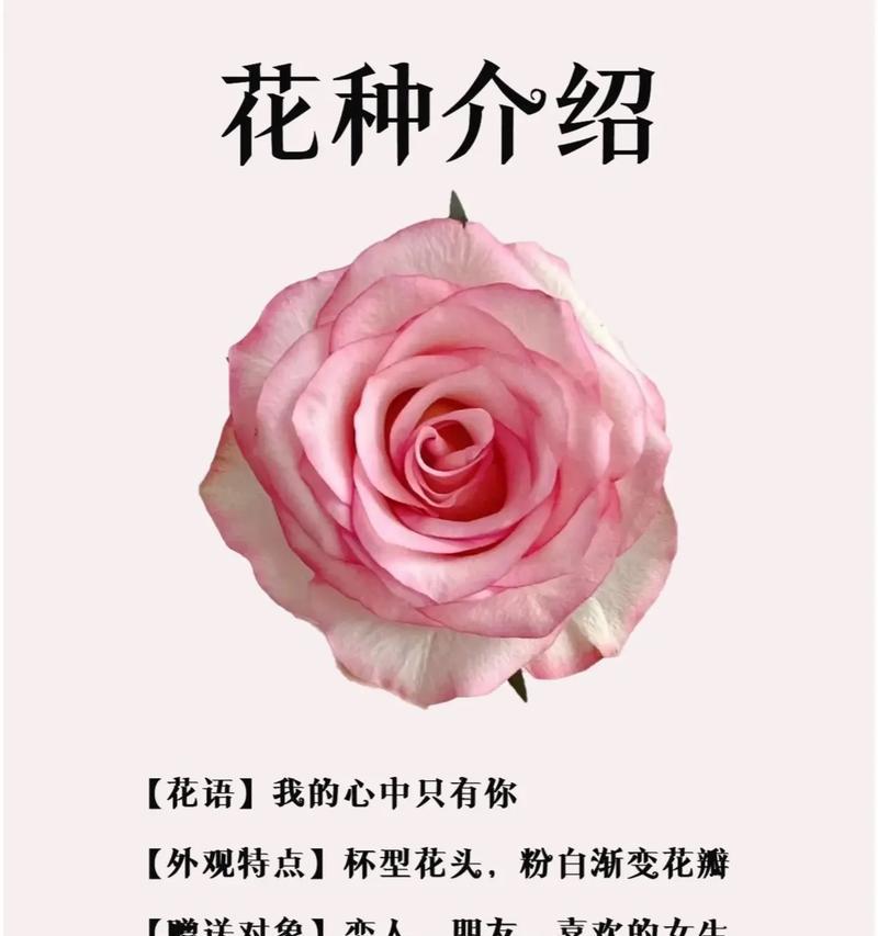 我很喜欢玫瑰的花语代表了什么？花语中有哪些特别之处？