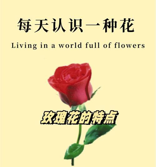 我很喜欢玫瑰的花语代表了什么？花语中有哪些特别之处？