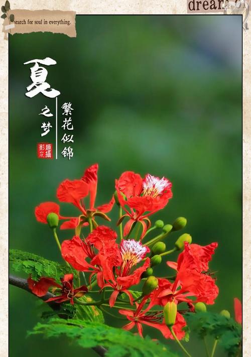 哪种花的花语象征着奇迹？它有什么特别含义？