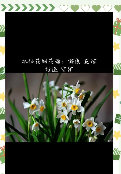 水仙花语的含义是什么？