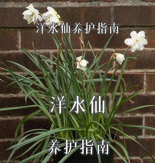 水仙花语的含义是什么？
