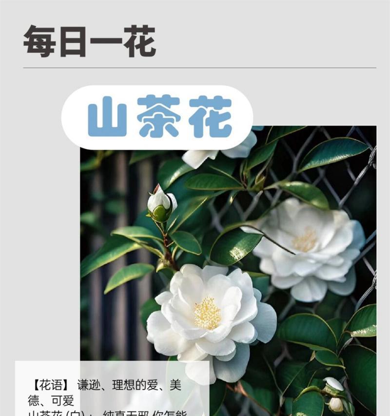 什么花语忧伤？哪种花代表了悲伤和哀愁？