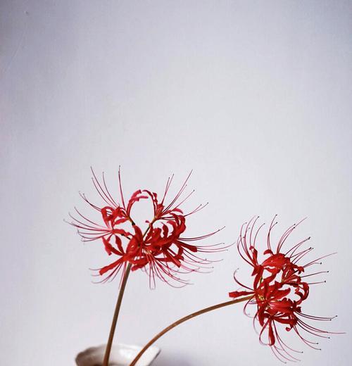什么花语忧伤？哪种花代表了悲伤和哀愁？