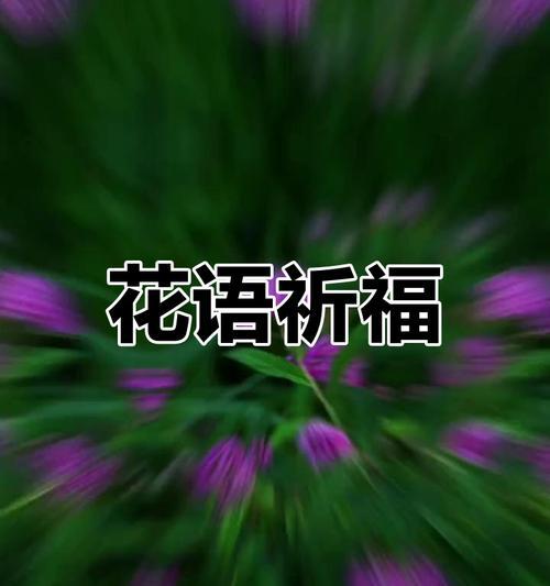 给老丈人送什么花合适？送花给老丈人的花语是什么？
