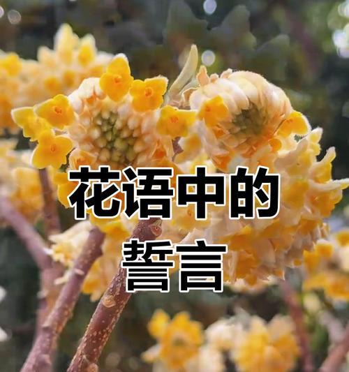 给老丈人送什么花合适？送花给老丈人的花语是什么？