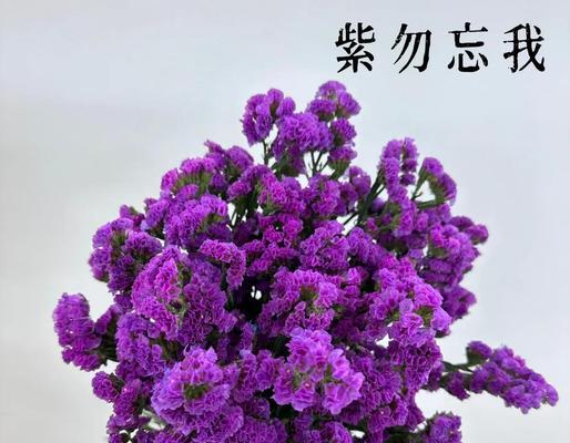 紫色花语被子指的是哪种花？它有什么特别的含义？