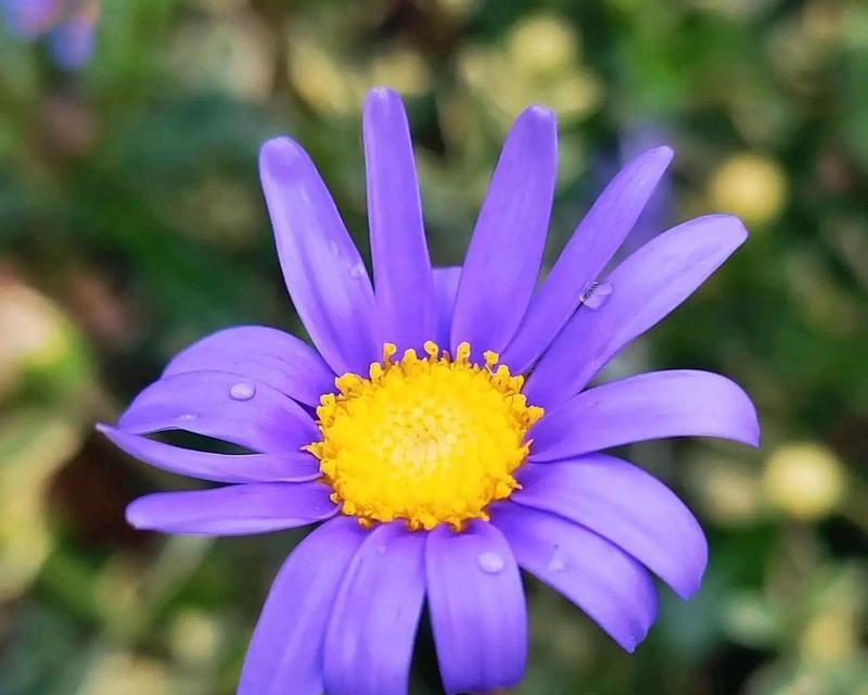 紫色花语被子指的是哪种花？它有什么特别的含义？