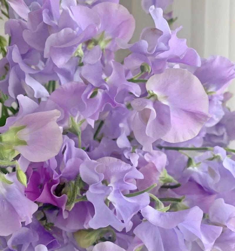 紫色花语被子指的是哪种花？它有什么特别的含义？