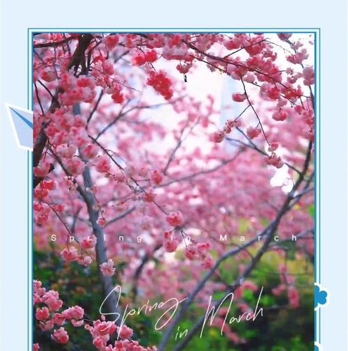 樱花的花语是什么？它和什么有关联？