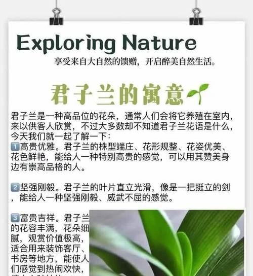 君子兰的花语是什么意思？君子兰的寓意有哪些？
