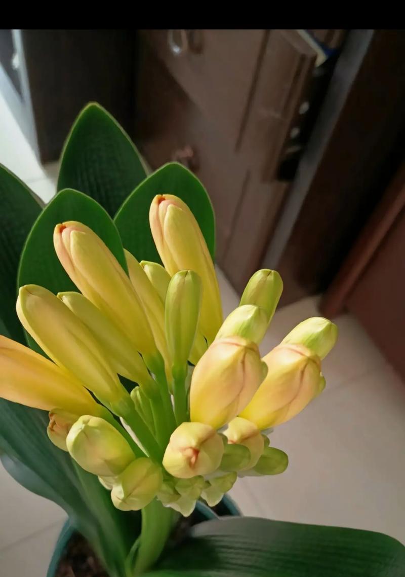君子兰的花语是什么意思？君子兰的寓意有哪些？
