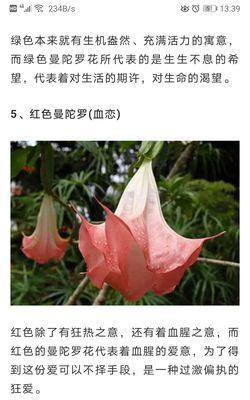 四朵不同颜色的花分别代表什么花语？