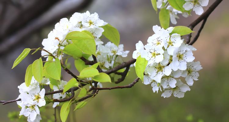 逐梦花的花语和寓意是什么？它象征着什么？