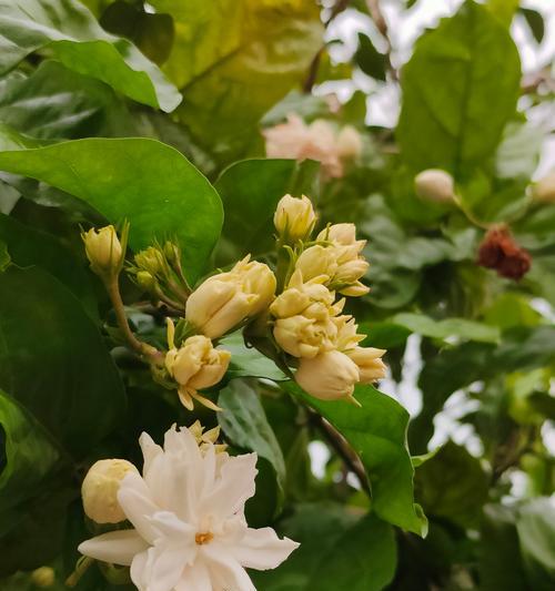 绝对不能拔的草代表什么？花语中隐藏了什么秘密？