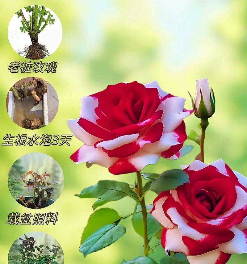 一支玫瑰花的花语是什么？