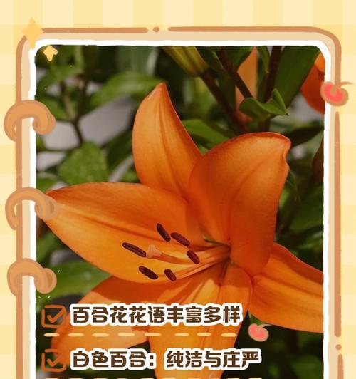 香水白荷的花语和寓意是什么？
